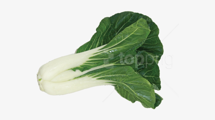 Download Bok Choy Image Png Images Background - Bok Choy Transparent Background, transparent png