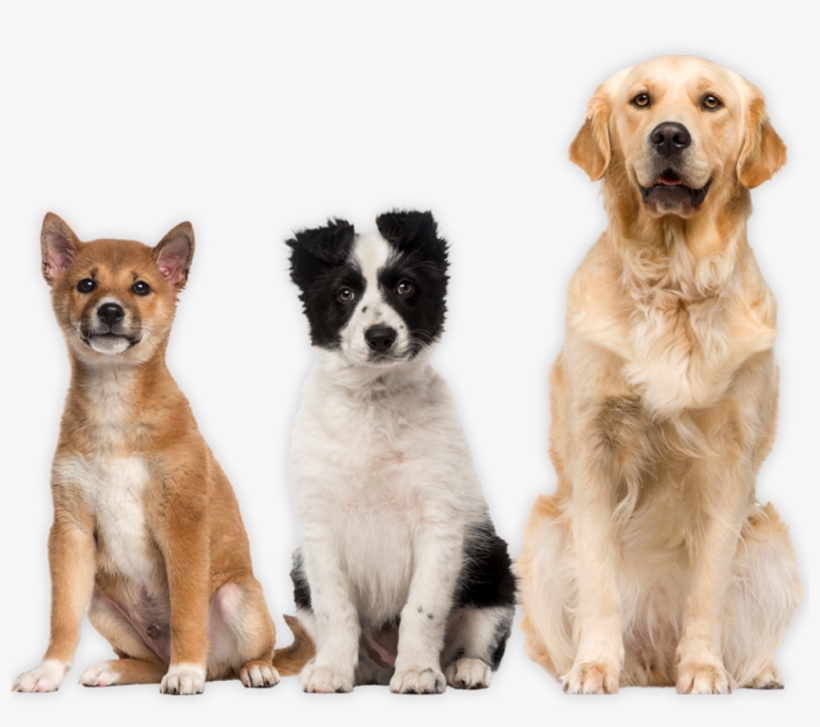 You Constantly Ask Your Siblings To Snapchat You Photos - Hunde Weisser Hintergrund, transparent png