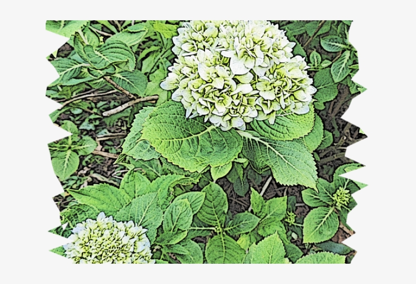 Drawn Shrub Flower - Hydrangea, transparent png