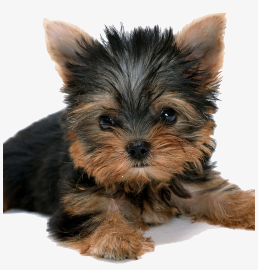 Graphic Royalty Free Stock Shepuppy Healthy For Happy - Do Cachorro Yorkshire Filhote, transparent png