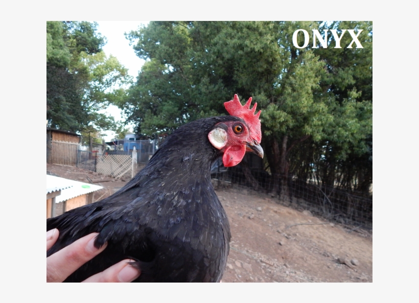 Photo Of Onyx & Cider - Rooster, transparent png