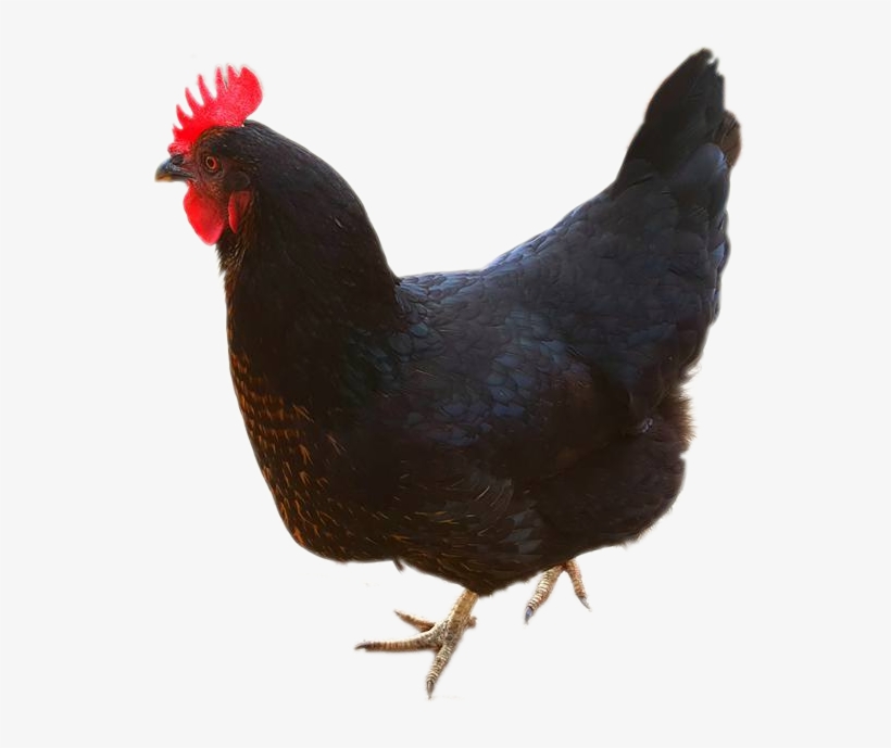 Download Chicken Rooster Full Size Png Image Pngkit