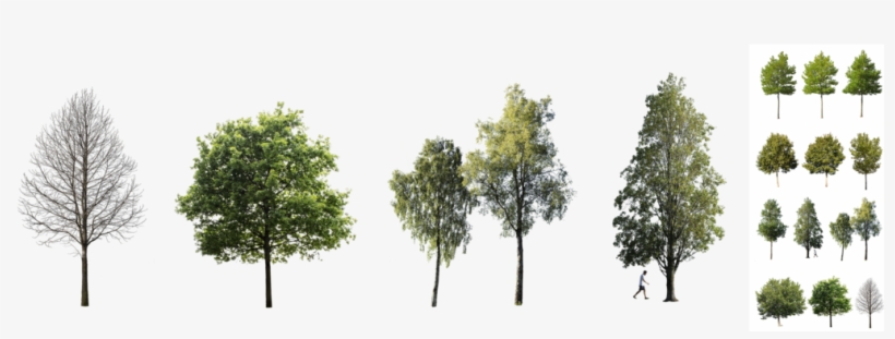 Bundles Of Cutout Trees Ready To Download - Pond Pine, transparent png