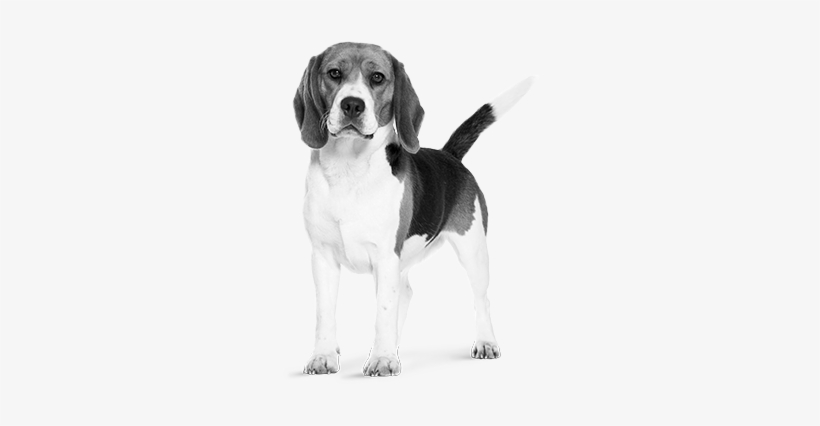 Beagle - Dog, transparent png