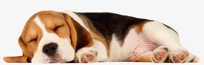 Gnash Westgate - Sleeping Beagle, transparent png