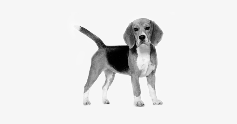 royal canin beagle