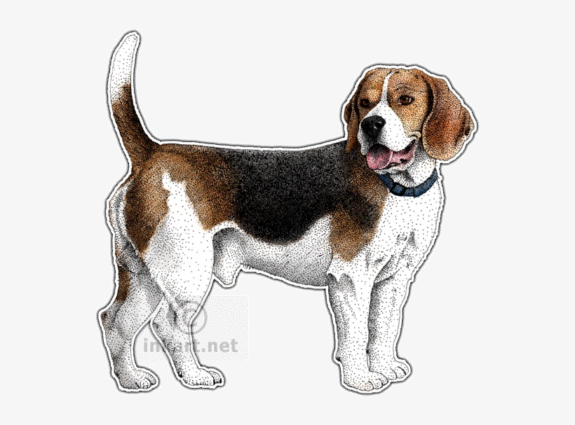 Beagle Decal - Dog, transparent png