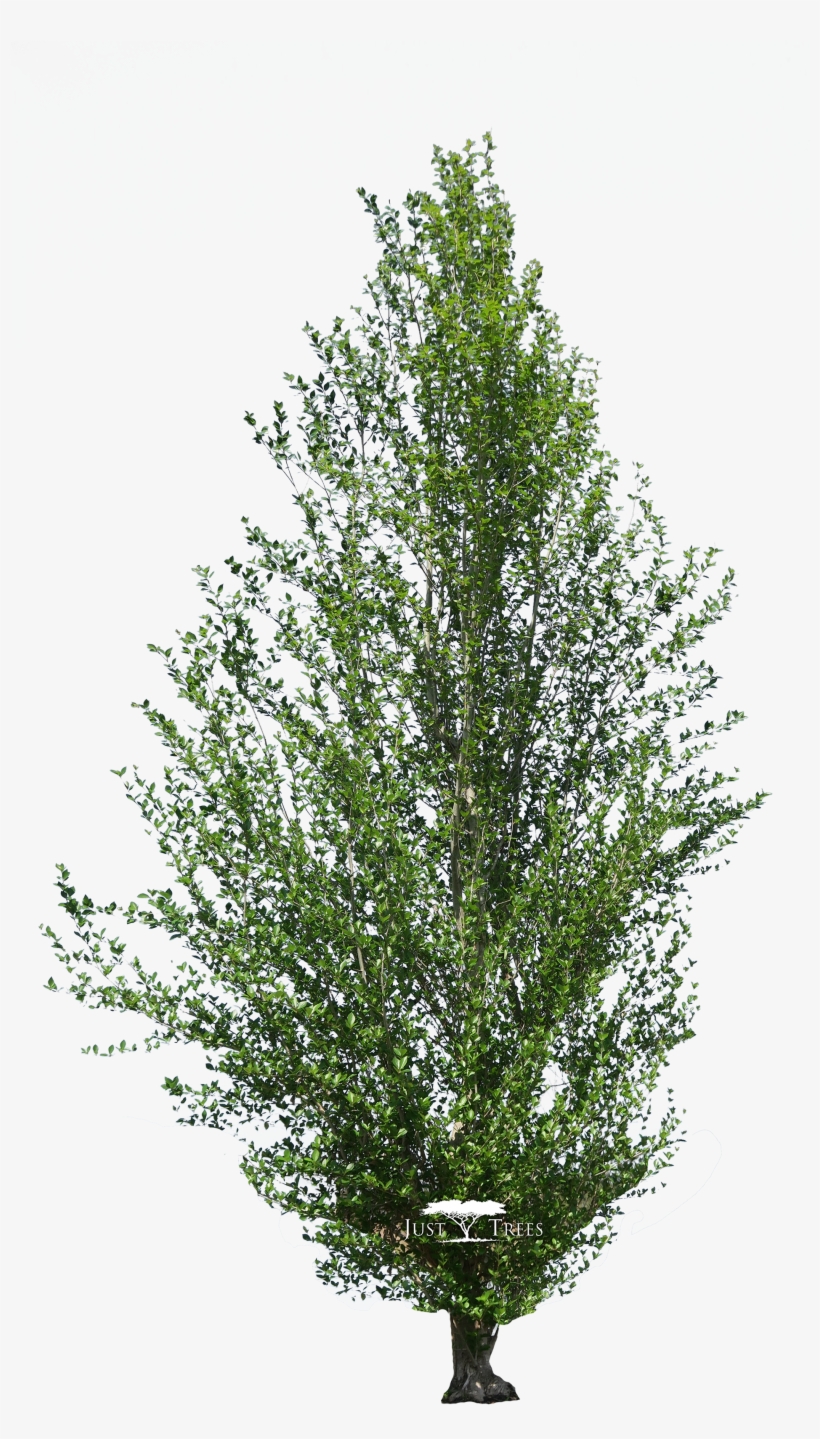 Populus Simonii - Afrocarpus Latifolius Png, transparent png