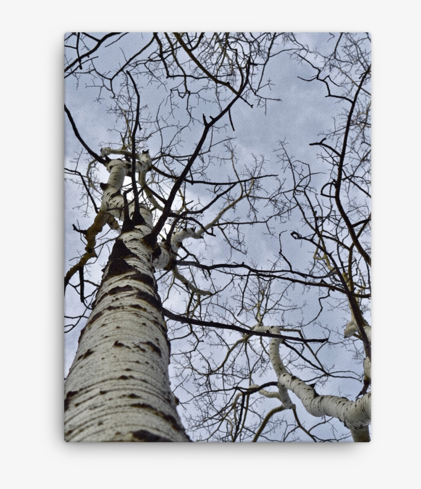 Aspen Trees, Rocky Mountains, Co - Colorado, transparent png