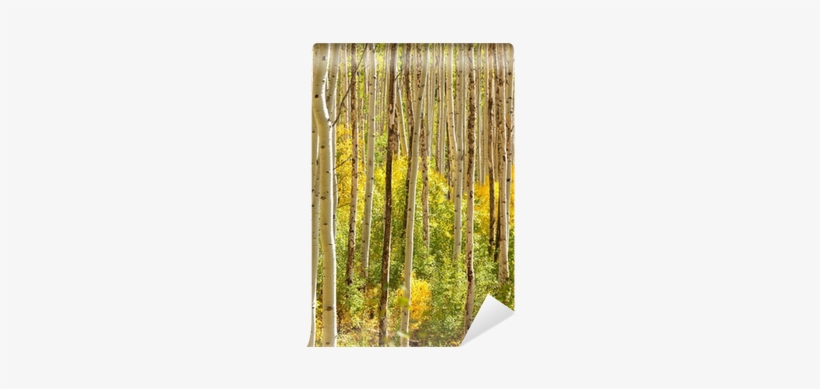 Forest Of Aspen Trees In Colorado Wall Mural • Pixers® - Birch, transparent png