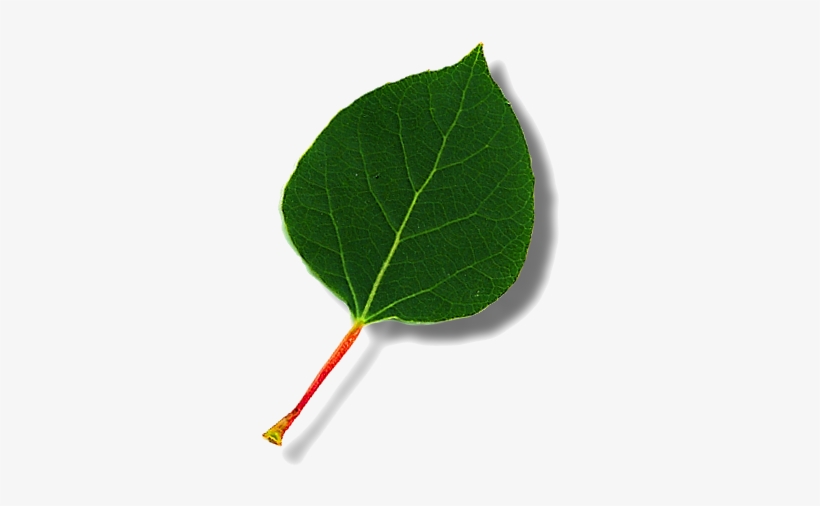 Aspen Roots Ancestry Has Access To Many Subscription - American Aspen, transparent png