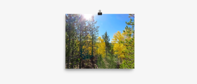 Yellow Aspen Shine In The Sun - Printing, transparent png