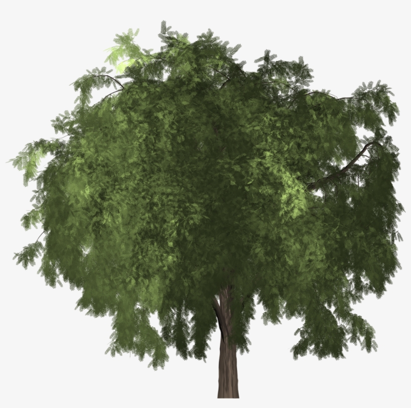 Pepper Tree - Schinus Molle Png, transparent png