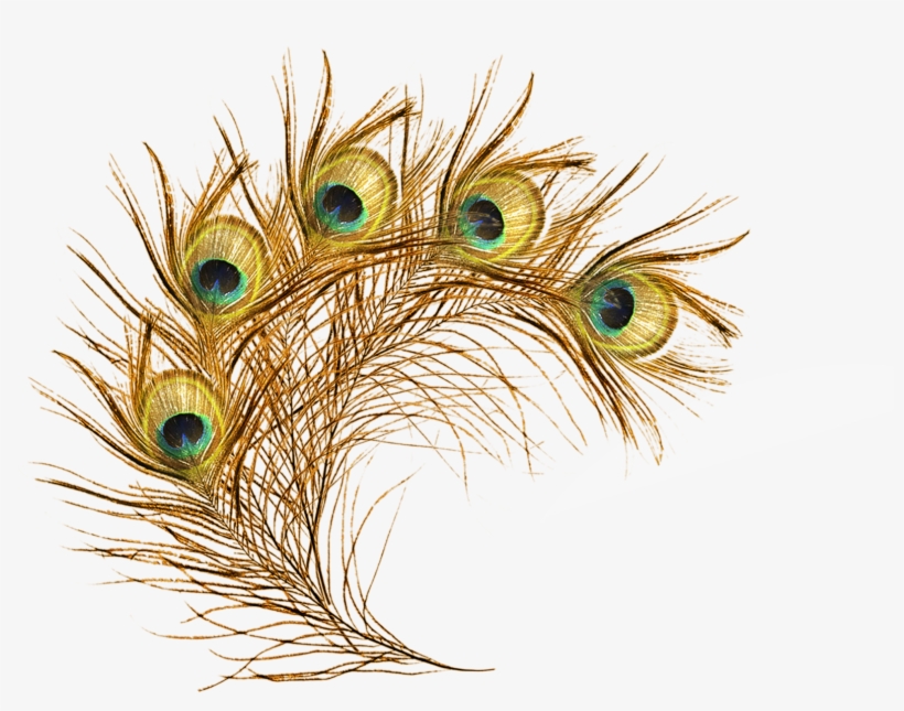 Png Library Library Feather Asiatic Peafowl Clip Art - Peacock Feather Peacock Png, transparent png