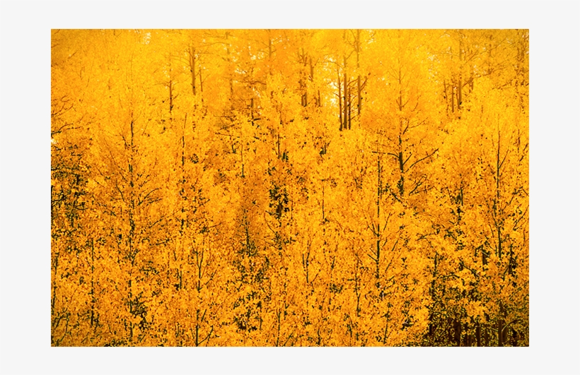 Aspen Gold - Autumn, transparent png