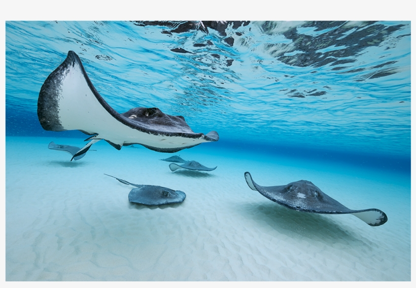 Bluerays Iv - Stingray, transparent png