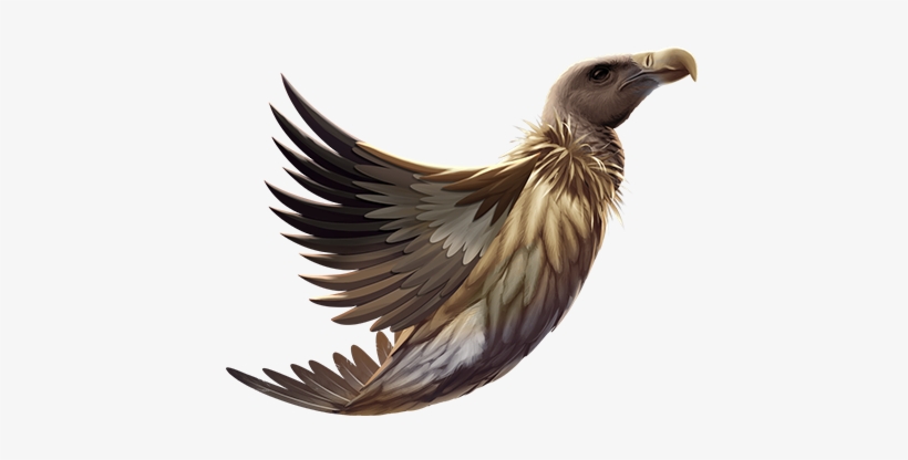 Bald Eagle - Accipitridae, transparent png