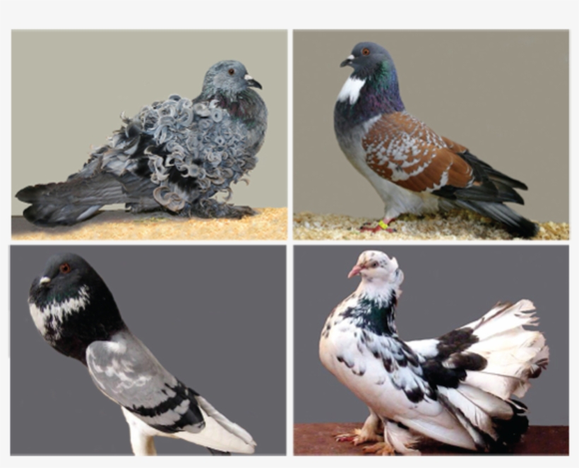 Fancy Pigeon, transparent png