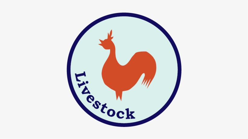 Livestock, transparent png