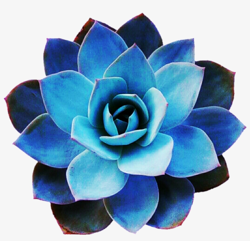 Picture Black And White Download By Jeanicebartzen - Succulent Echeveria Blue Star, transparent png