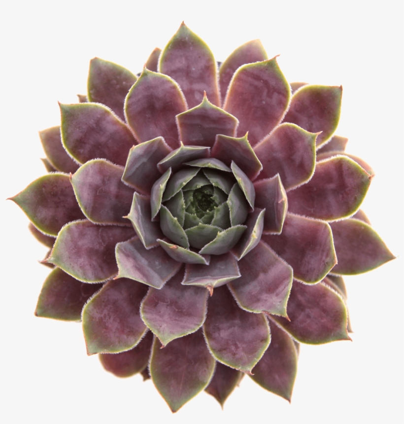 Non Toxic Pet Safe Succulents - Succulent Plant, transparent png