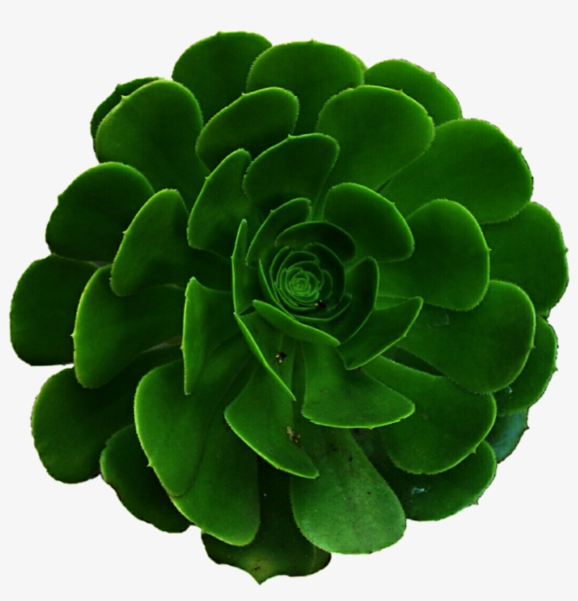 Picture Freeuse Library By Jeanicebartzen On Deviantart - Succulents Png, transparent png