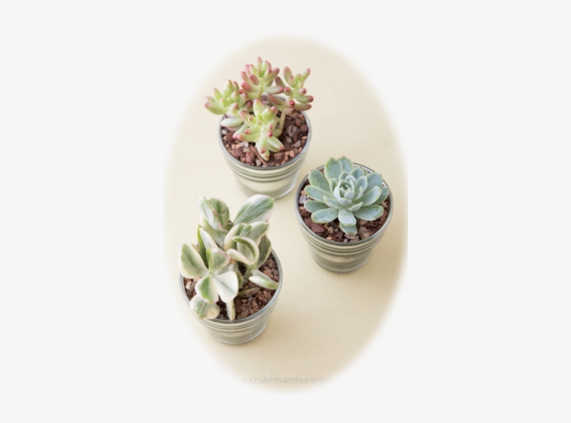 Image Of Three Succulents - Succulent Plant, transparent png