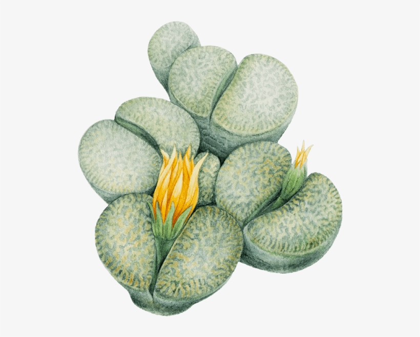 Lithops - Houseplant, transparent png