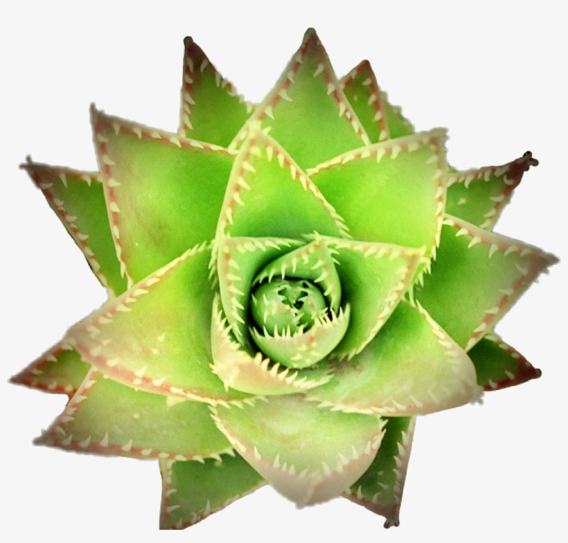 Pcgreen Succulent Succulents Plant Plants Nature Flower - Succulent Plant, transparent png