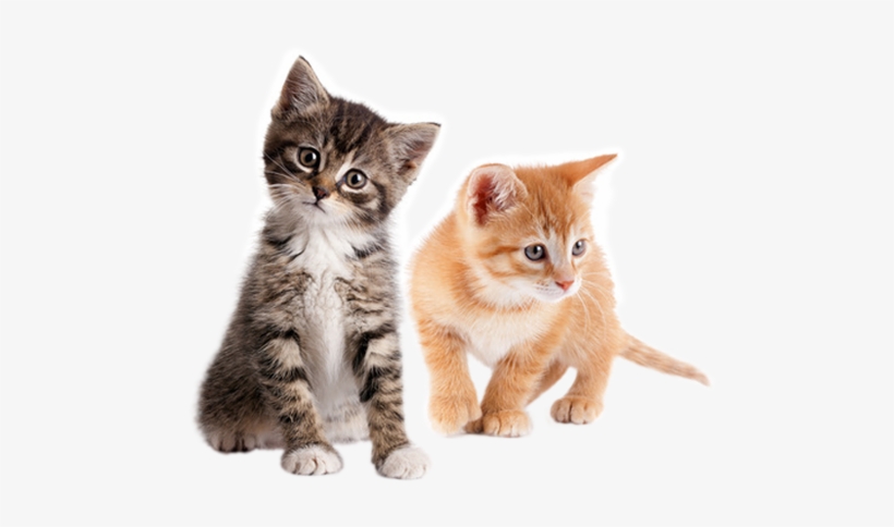 Kittens No Background, transparent png
