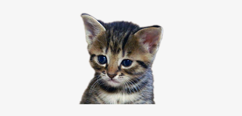Meet The Kittens - Kitten Bbc, transparent png