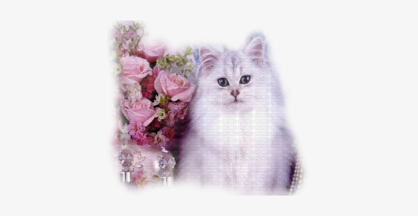 "gato Blanco"cat Marta - White Cat Pendant, Round Art Photo With Chain Necklace,, transparent png