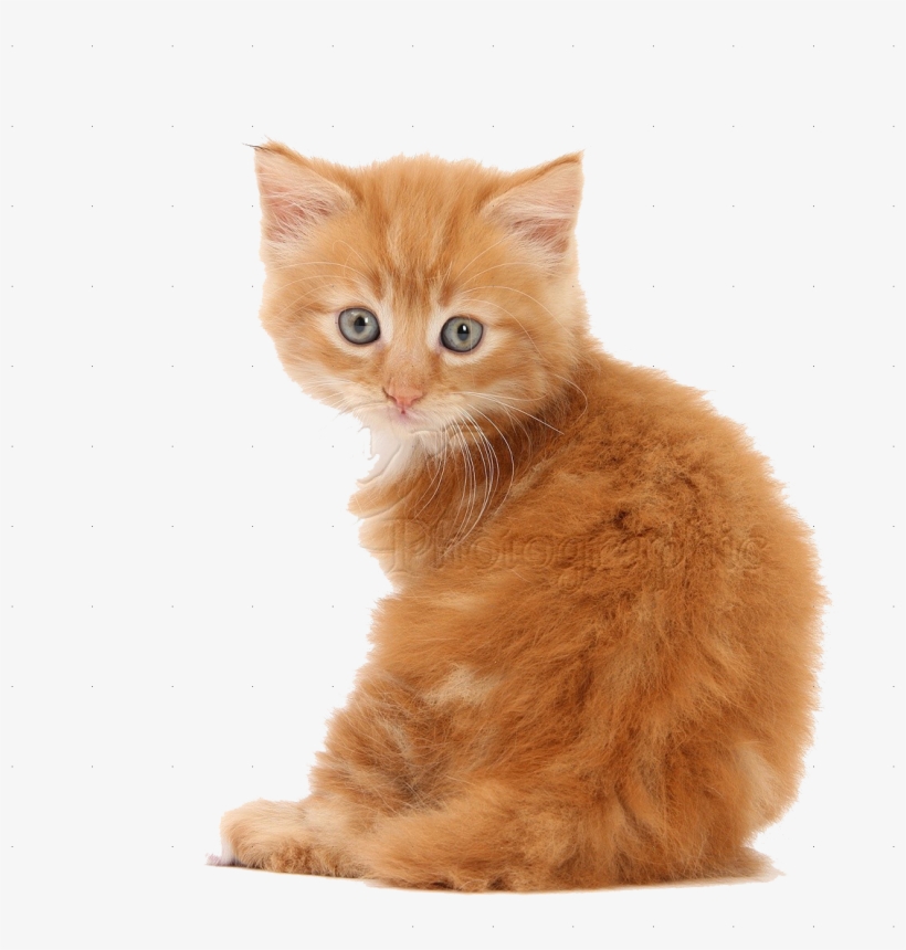 Cute Kittens Png Pics - Kitten Png, transparent png
