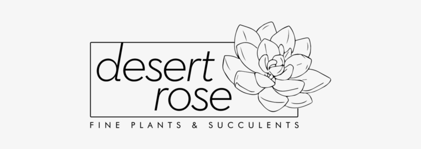 Desert Rose Succulents Desert Rose Succulents - Japanese Camellia, transparent png