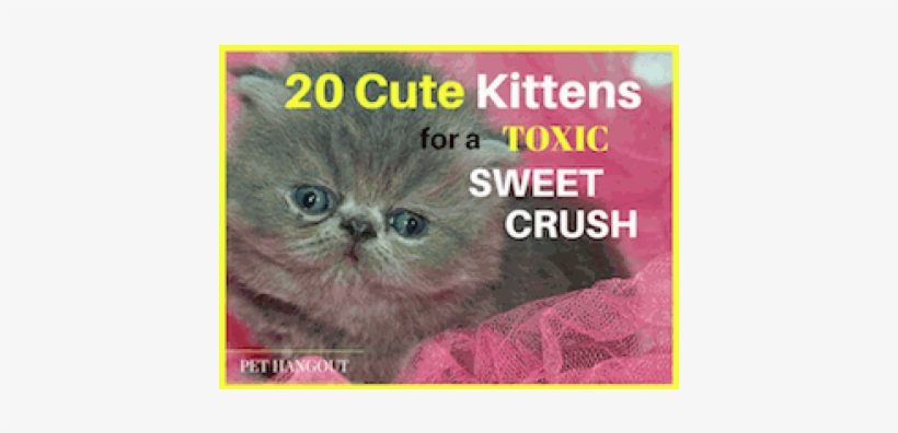 Blog Post22 Cute Kittens Thumbnail - Sweet Kittens: Grayscale Coloring Book [book], transparent png