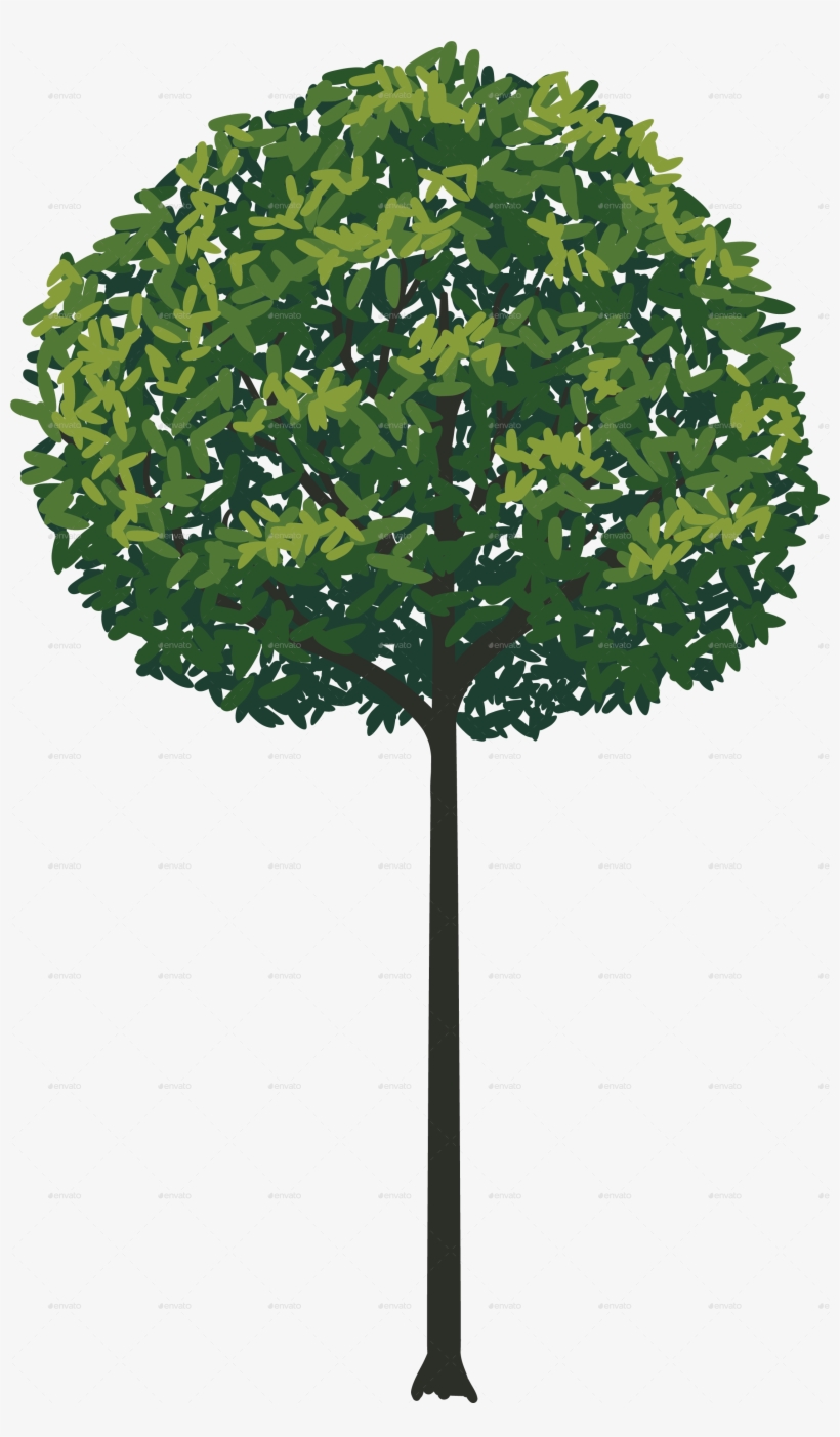 Tree Collection - New Mexico Maple, transparent png