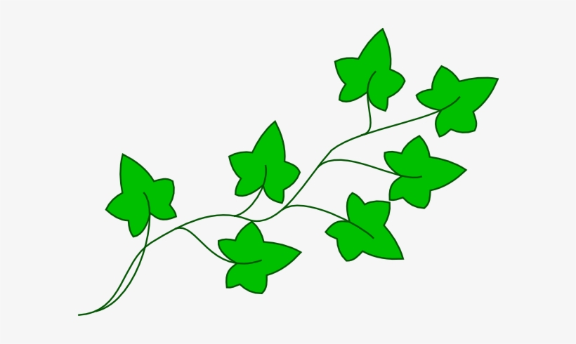 Ivy Vine Clip Art At Clker - Ivy Clipart, transparent png