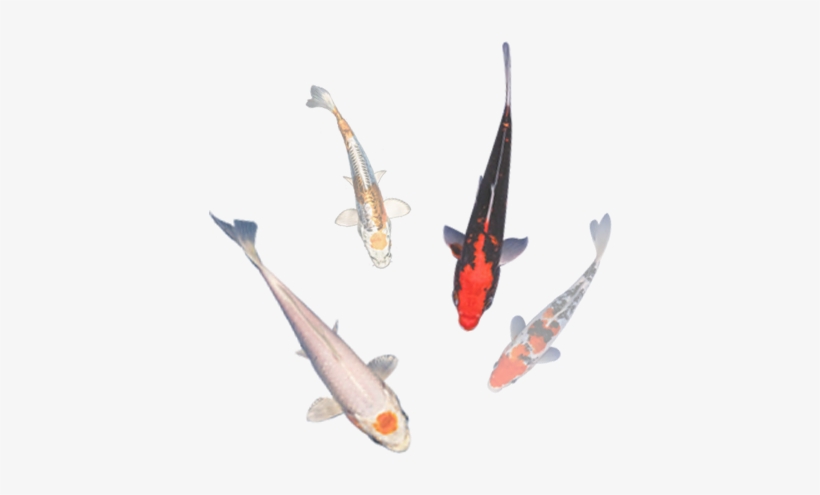 Allkoi-sale - Koi, transparent png