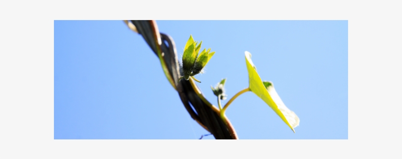 The Options And Benefits Of The Beloved Morning Glory - Belle De Jour, transparent png