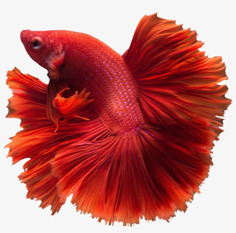 Betta Transparent Png - Betta Png, transparent png