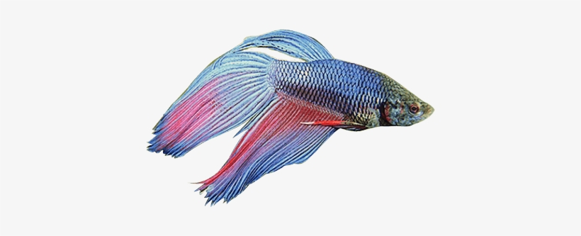 Masked - Siamese Fighting Fish Png, transparent png