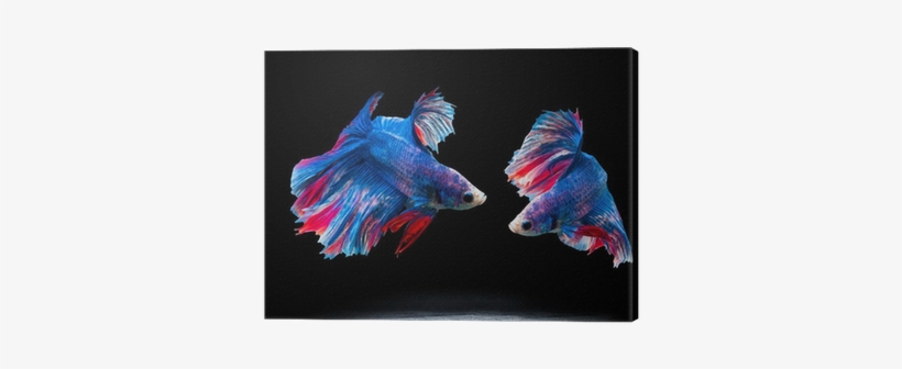 Siam Fighting Fish On Black, Betta Fish Canvas Print - Siamese Fighting Fish, transparent png