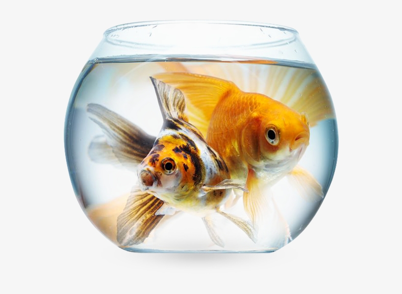 Fish - White, transparent png