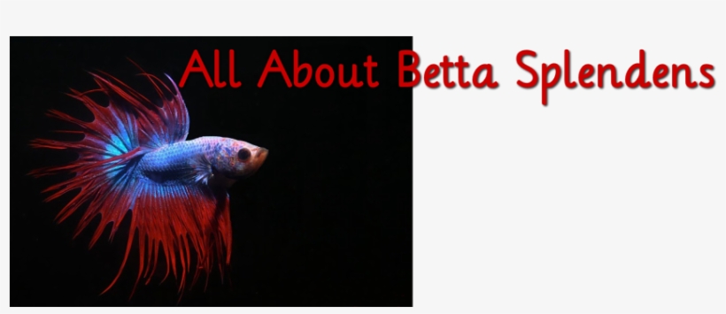 All About Betta Splendens - Aquarium, transparent png