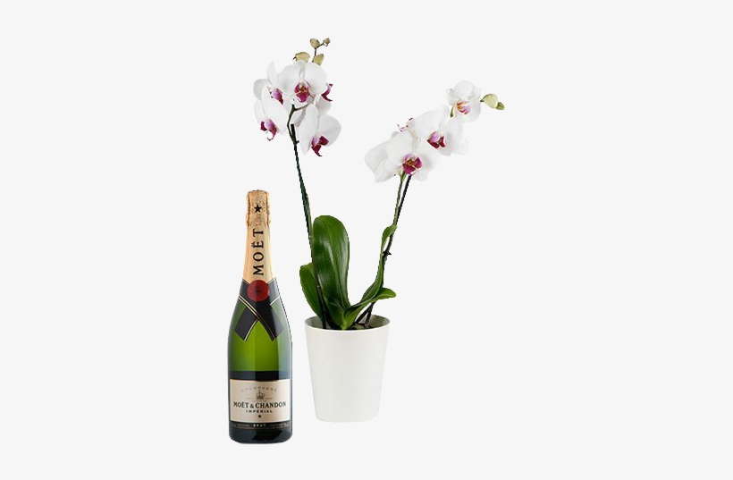White Orchid & Champagne - Luis Duarte Artefacto Touriga Nacional Selected Harvest, transparent png