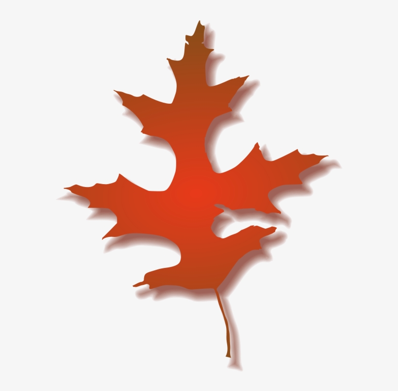 Oak Leaf Photo - Fall Oak Leaf Clipart, transparent png