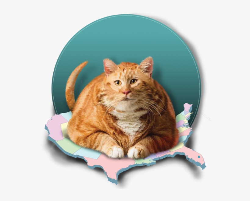 Porky Pet Pandemic - Albuquerque, transparent png