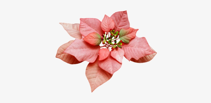 Christmas Greenery, Poinsettias And - Christmas Day, transparent png