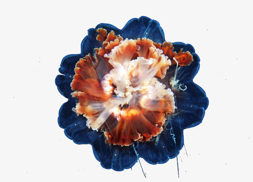 Hfgm 2015 03 15 - Lion's Mane Jellyfish, transparent png