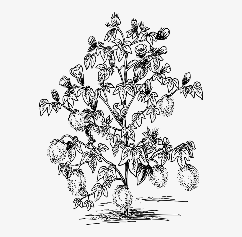 Clip Art Images - Cotton Plant Coloring Page, transparent png